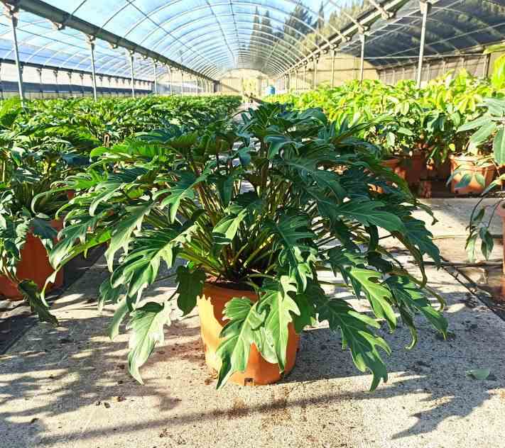 Philodendron xanadu taille pot de 7 litres - 40/60 cm