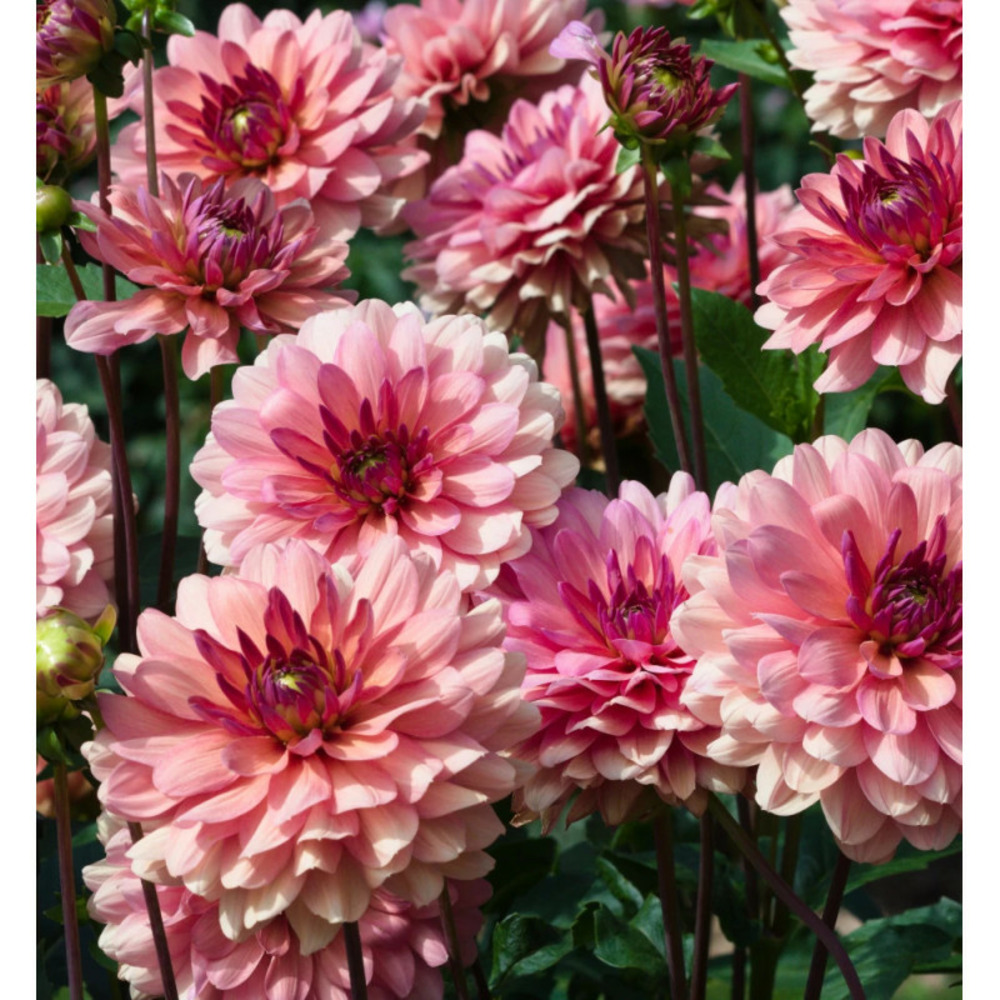 Bulbe de dahlia décoratif château de la bourdaisiere sachet de 1 bulbe