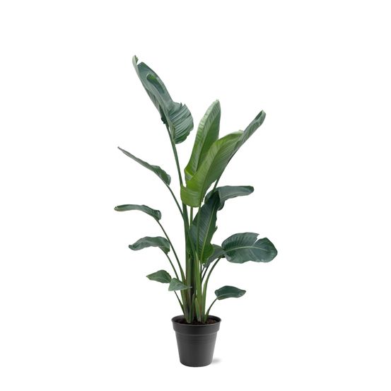 Strelitzia nicolai xxl - 190 - 225 cm - ø34-45 - plantes d'intérieur