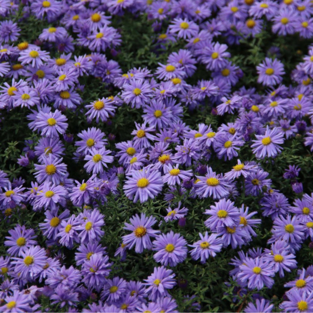 Aster dumosus lady in blue - 15/20 cm godet de 9 cm - bleu