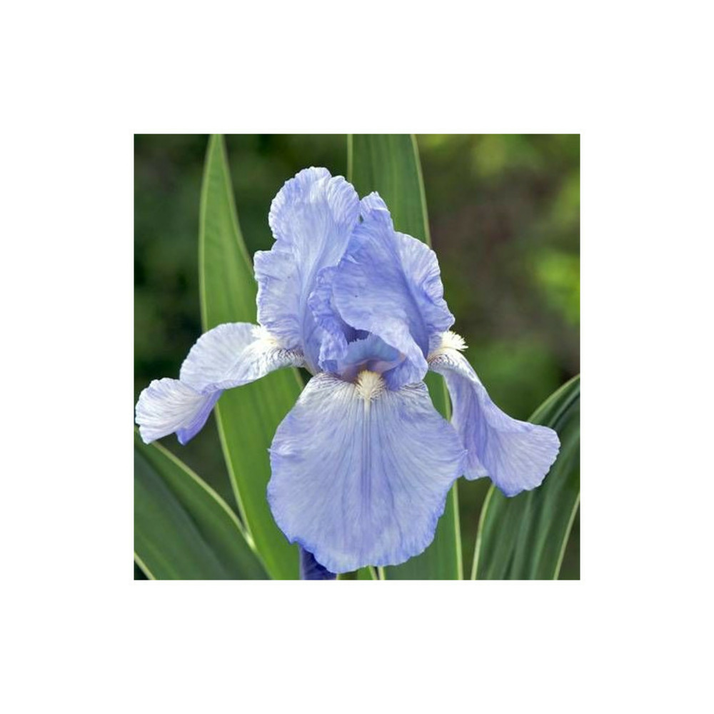 Iris des jardins jane phillips lot de 9 godets