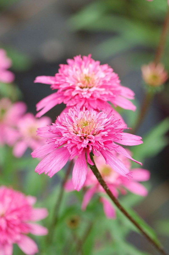 Echinacée 'mini belle' - en pot de 3 litres
