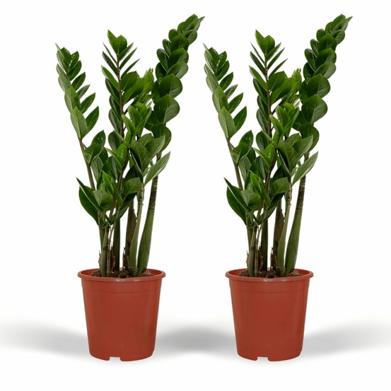 Zamioculcas zamiifolia - h50 cm