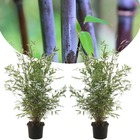 Fargesia nitida 'gansu' - set de 2 - bambou plante exterieur rustique non traçant - pot 17cm - hauteur 50-70cm