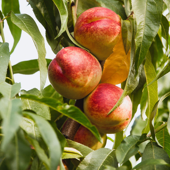 Nectarinier 'flavor top' pot de 7,5l/10l, demi-tige