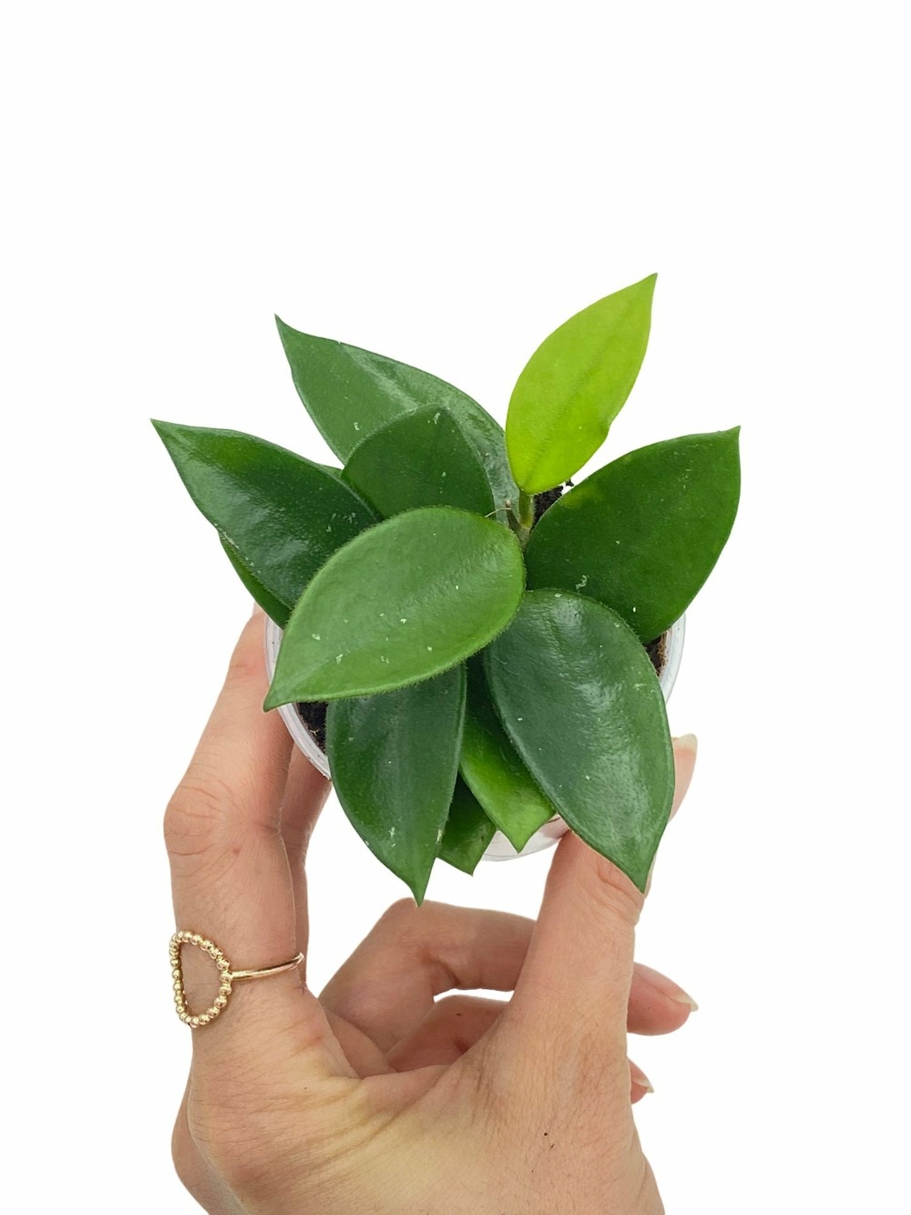 Hoya chouke - pot de 6cm