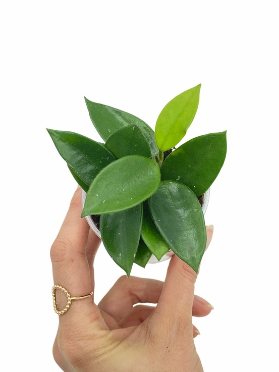 Hoya chouke - pot de 6cm