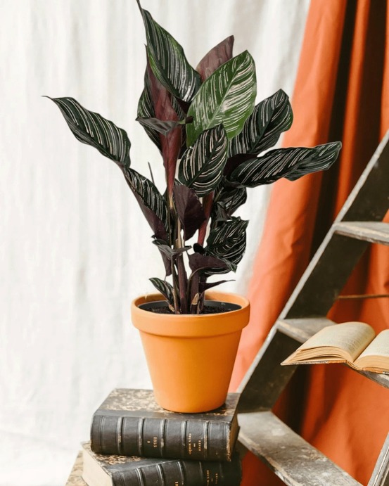 Calathea ornata 45cm - plante d'intérieur