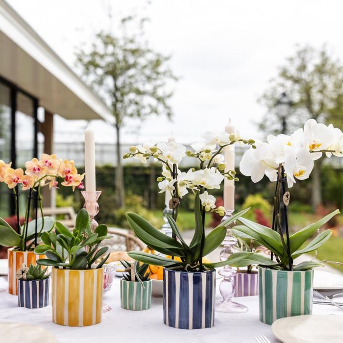 Kolibri company set cadeau mediterranean sunset avec orchidée phalaenopsis blanche lausanne et plantes succulentes Kolibri company set cadeau mediterranean sunset avec orchidée phalaenopsis blanche lausanne et plantes succulentes