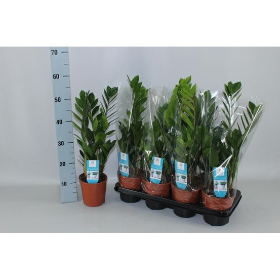 Zamioculcas zamiifolia - h55 cm - ø14 cm
