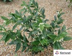Sarcococca ruscifolia 'chinensis':pot 4l