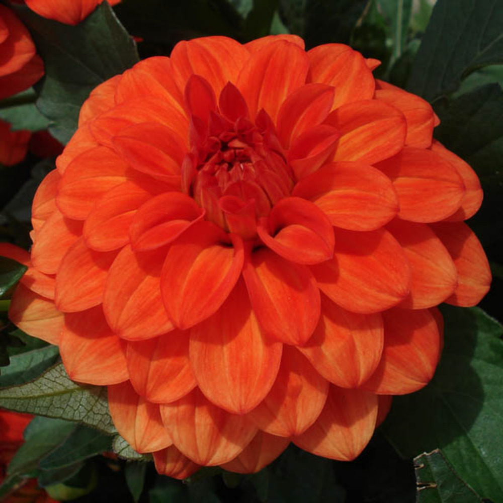 Dahlia nain double 'gallery valentin' bulbe calibre i (par 3)