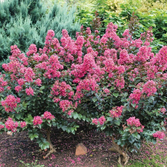 Lilas des indes coral magic®, lagerstroemia pot de 3l - touffe