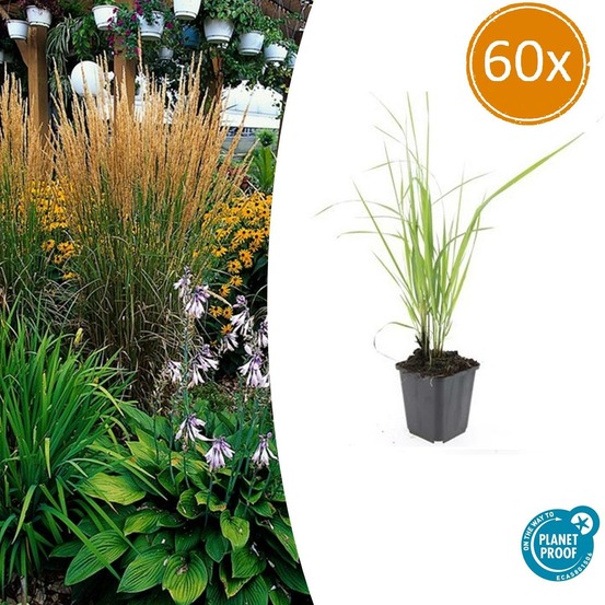 Calamagrostis acutiflora 'karl foerster' x60 – entre 3,75 et 5m2