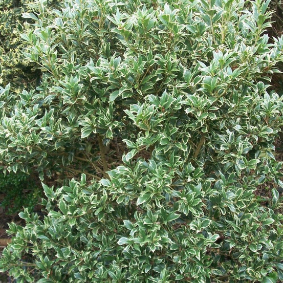 Osmanthe panaché, osmanthus pot de 7,5l - 60/80 cm