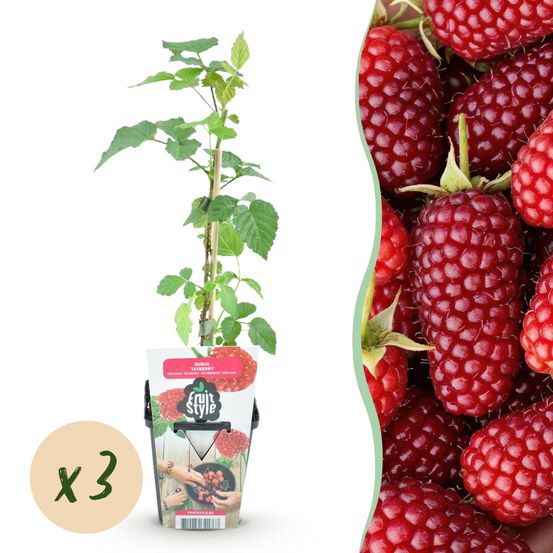 Mûre - lot de 3 - pot 9 cm - hauteur 35 cm - plante d'extérieur