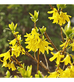 Forsythia nimbus 2l