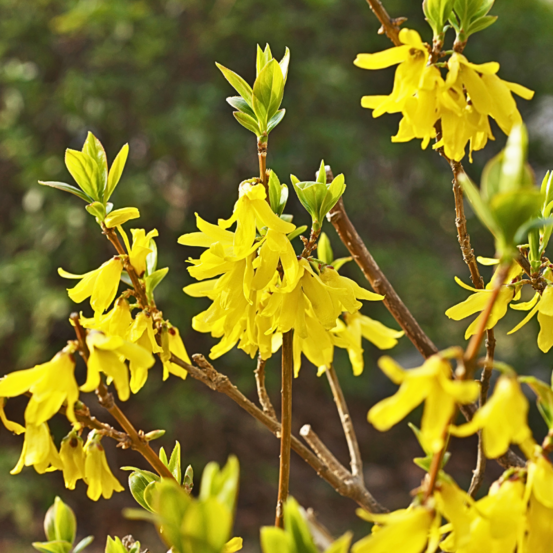 Forsythia nimbus 2l