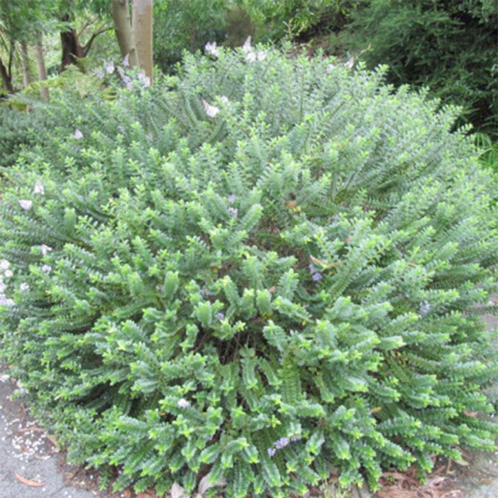 Hébé, véronique arbustive 'cobb valley' pot de 10 cm/11cm
