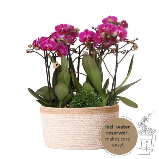 Composition dans un panier en coton avec réservoir d'eau de 3 orchidées violettes et 3 rhipsalis