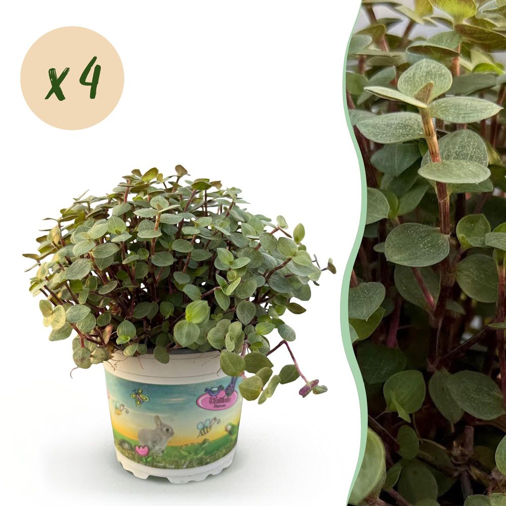 Calissia repens - pet-friendly - pot de 12cm - hauteur 17-20cm - plantes d'intérieur