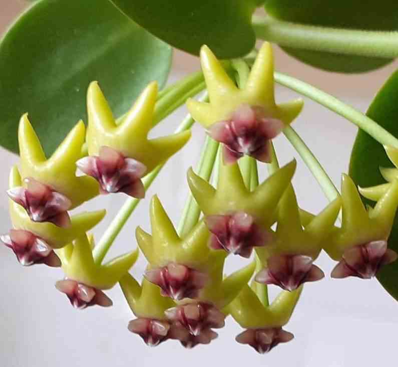 Hoya cumingiana (fleur de porcelaine, fleur de cire) - taille pot de 2 litres - 20/40 cm