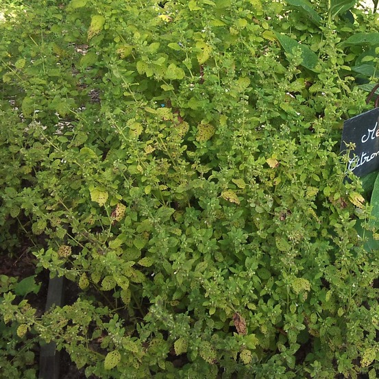 Mélisse citronnelle, mélisse officinale godet de 8/9 cm