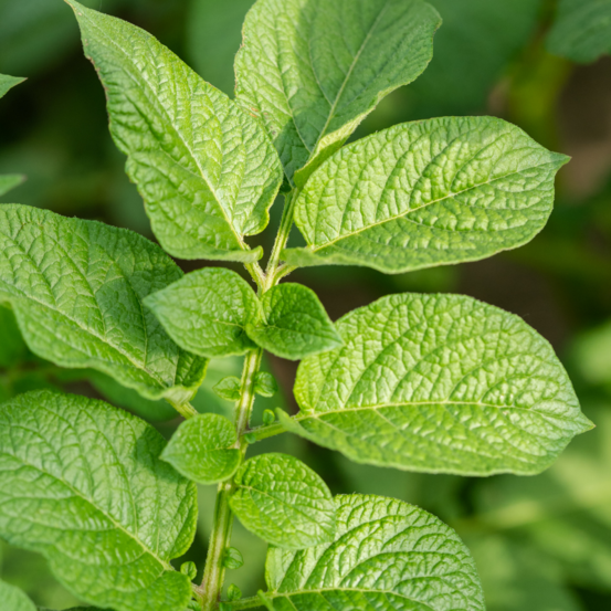 Plant menthe poivre pot 1l