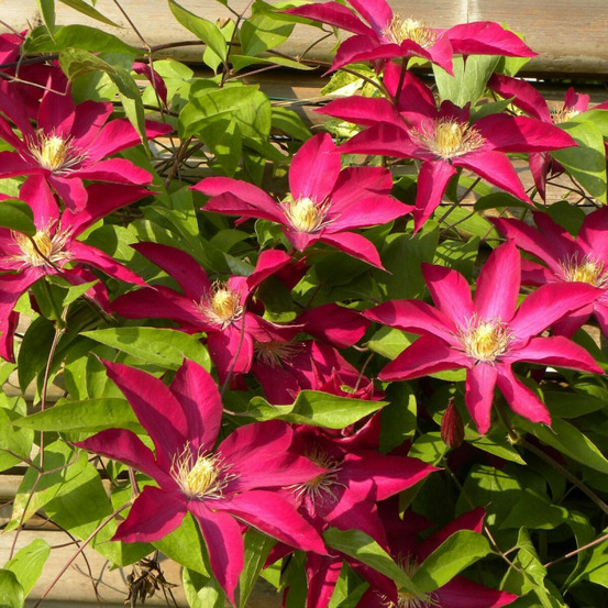 Clématite bourbon™ 'evipo018' pot de 3l - echelle bambou 60/120 cm