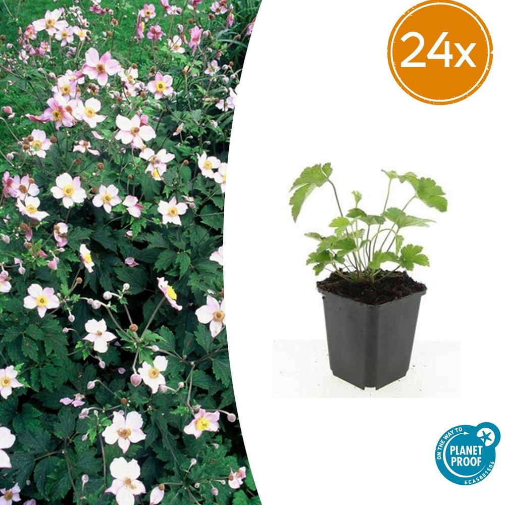Lot de 24 - anemone tom. 'robustissima' - h10-25 cm