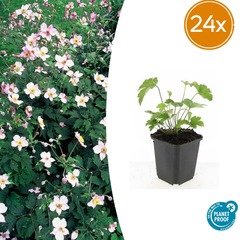 Lot de 24 - anemone tom. 'robustissima' - h10-25 cm
