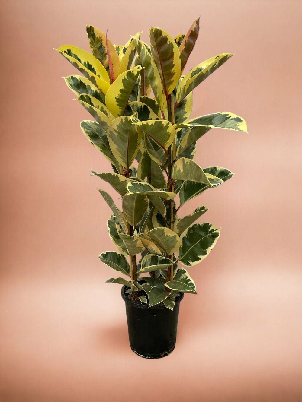 Ficus elastica tineke 160cm - plante d'intérieur