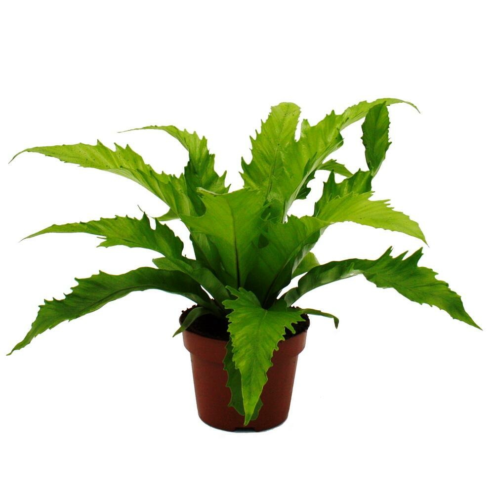 Asplenium nidus gioia variétés spéciales de fougères pour la chambre fougère nid pot de 12cm hauteur environ 25cm gioia