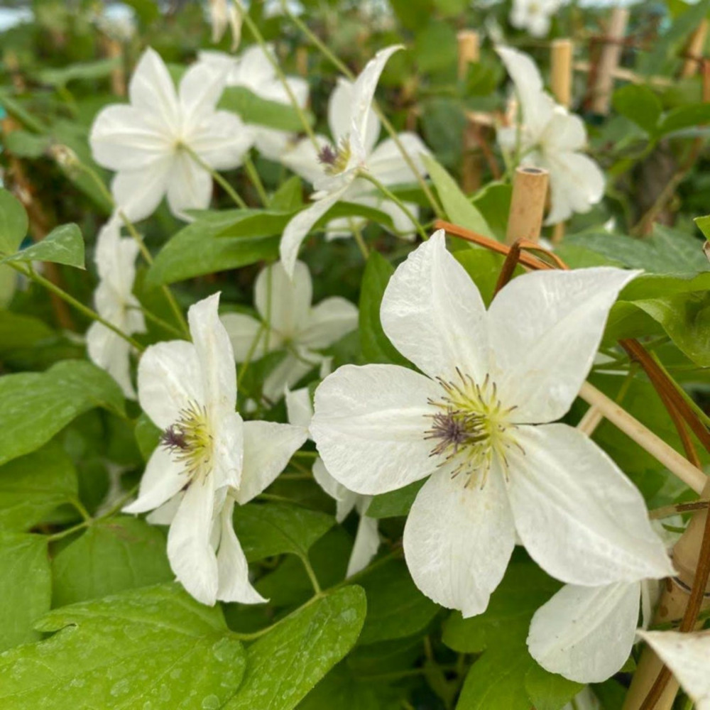 Clématite viticella forever friend® 'zofofri' pot de 6l - 100/150 cm