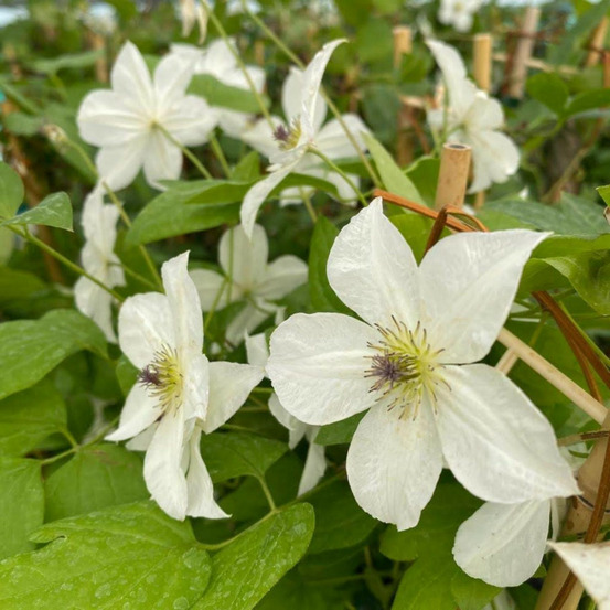 Clématite viticella forever friend® 'zofofri' pot de 6l - 100/150 cm