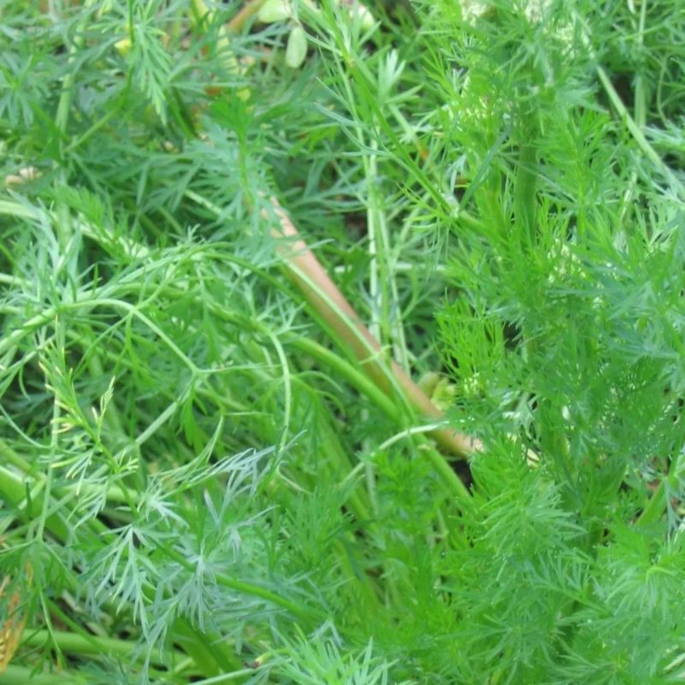 Cumin des près, carvi - sans traitement lot de 3 godets