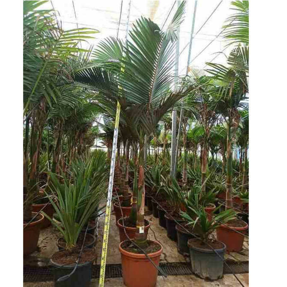 Archontophoenix alexandrae (palmier royal) spécimen pot de 7 litres ? 140/160 cm