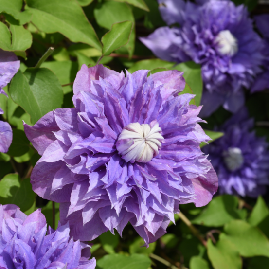 Clematite - clematis multi blue 70cm