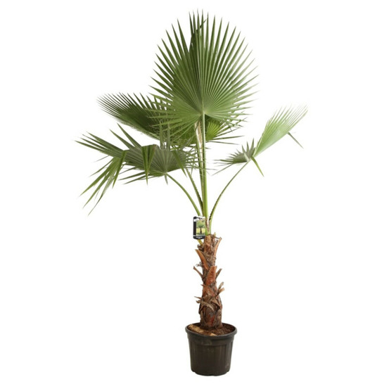 Palmier de californie washingtonia robusta 120/140cm