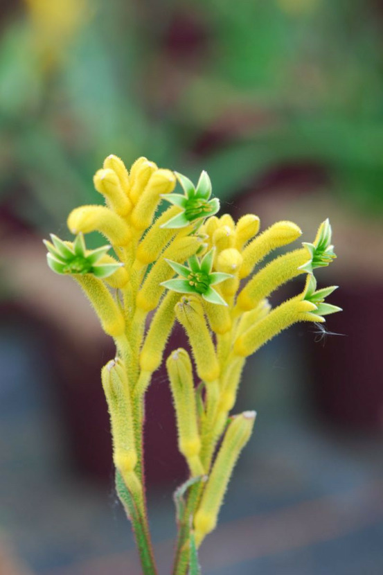 Anigozanthos 'bush bonanza' - en pot de 3 litres