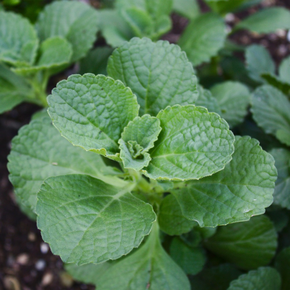 3 terreurs des chats - les 3 pots / ø 10.5cm, vendu par lot de 2