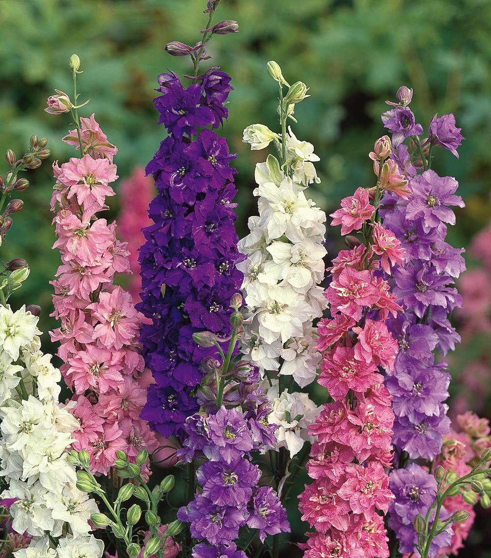 Delphinium pacific plante vivace - blanc 3 godets