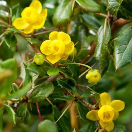 Verruqueuse 2 x épine-vinette verruqueuse - berberis verruculosa - 25-30 cm pot ...