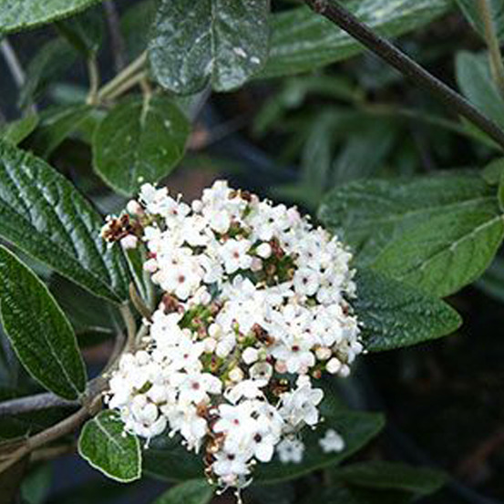 Viorne 'pragense' - viburnum 'pragense' - 40-60 cm pot