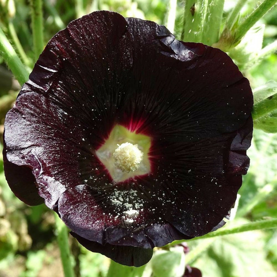 Rose trémière noir godet - 5/20 cm