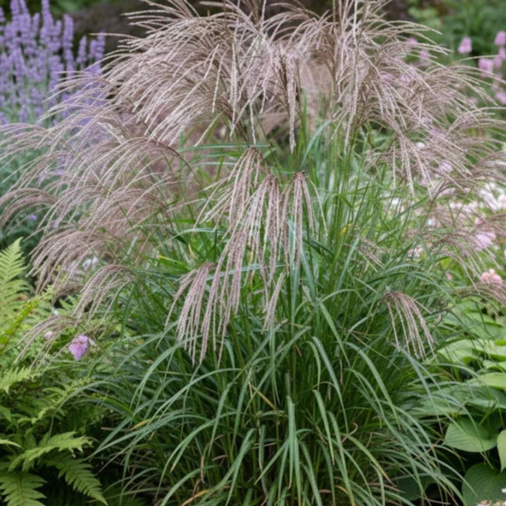 Miscanthus, roseau de chine flamingo godet - 5/20 cm