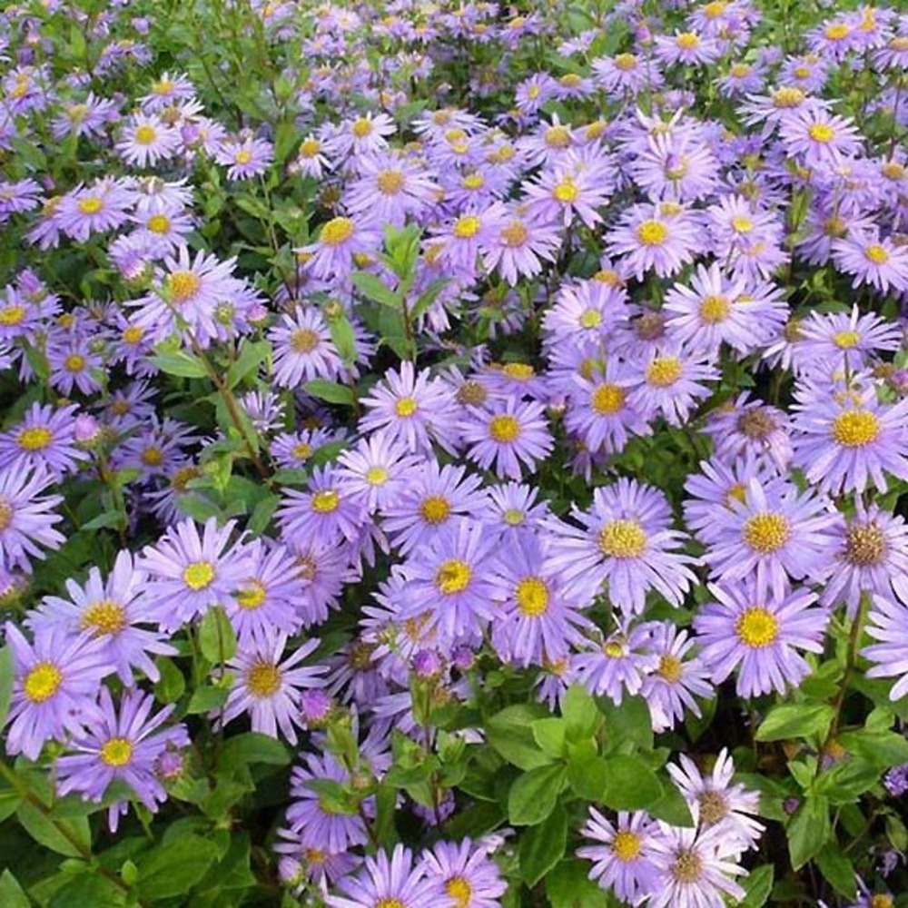 Aster de frikart 'jungfrau' godet de 8/9 cm