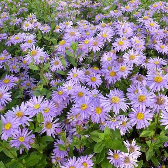 Aster de frikart 'jungfrau' godet de 8/9 cm