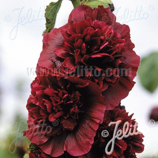 Rose trémière chater's double pourpre lot de 3 godets