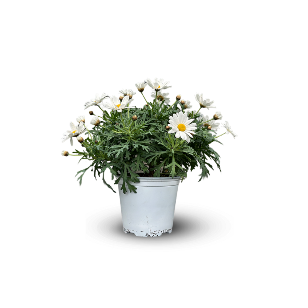 Anthemis - plante fleurie - ↕ 40-50 cm - ⌀ 19 cm - plante d'extérieur - fleur blanche